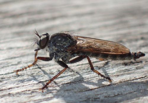 Tolmerus atricapillus